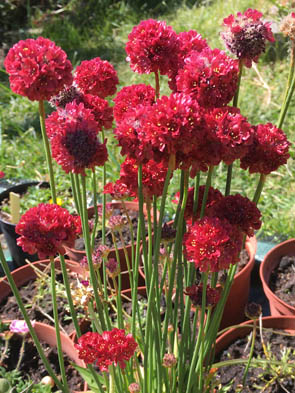 Armeria pseudarmeria 'Ballerina Red'